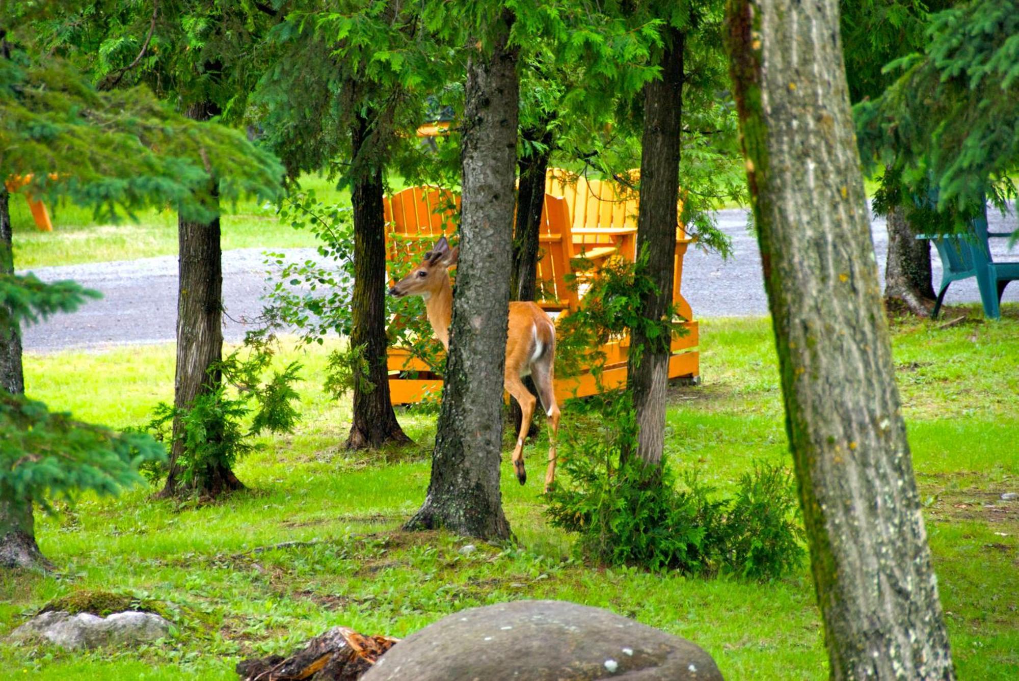 Motel Des Cascades Baie-Saint-Paul Exteriér fotografie